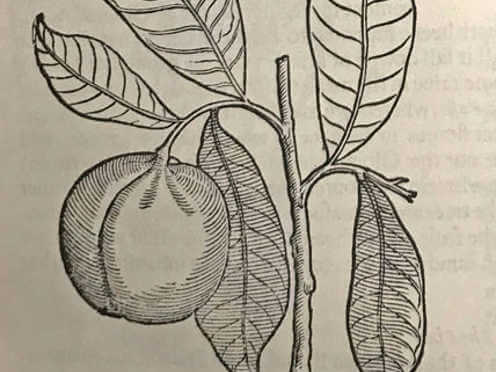 herbal nutmeg close up 