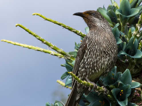 Bird on puyas at the bmbg