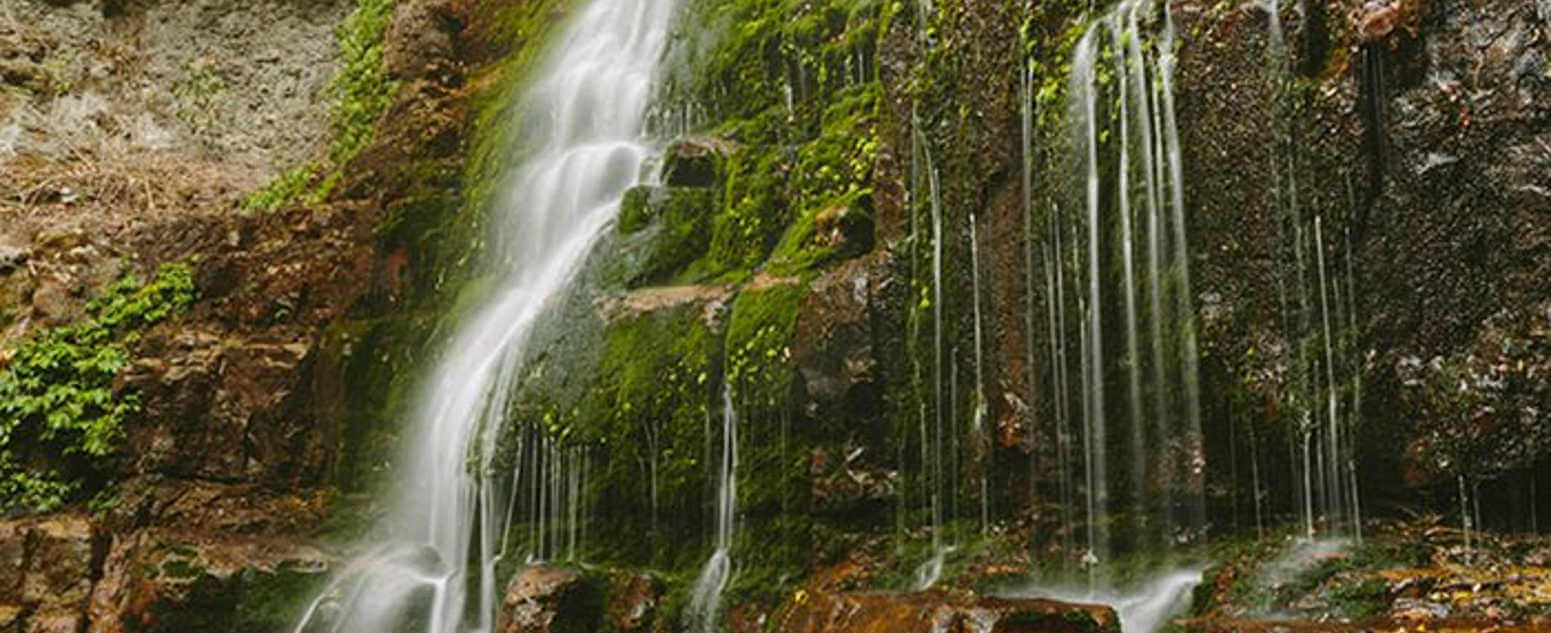 Minnamurra rainforest