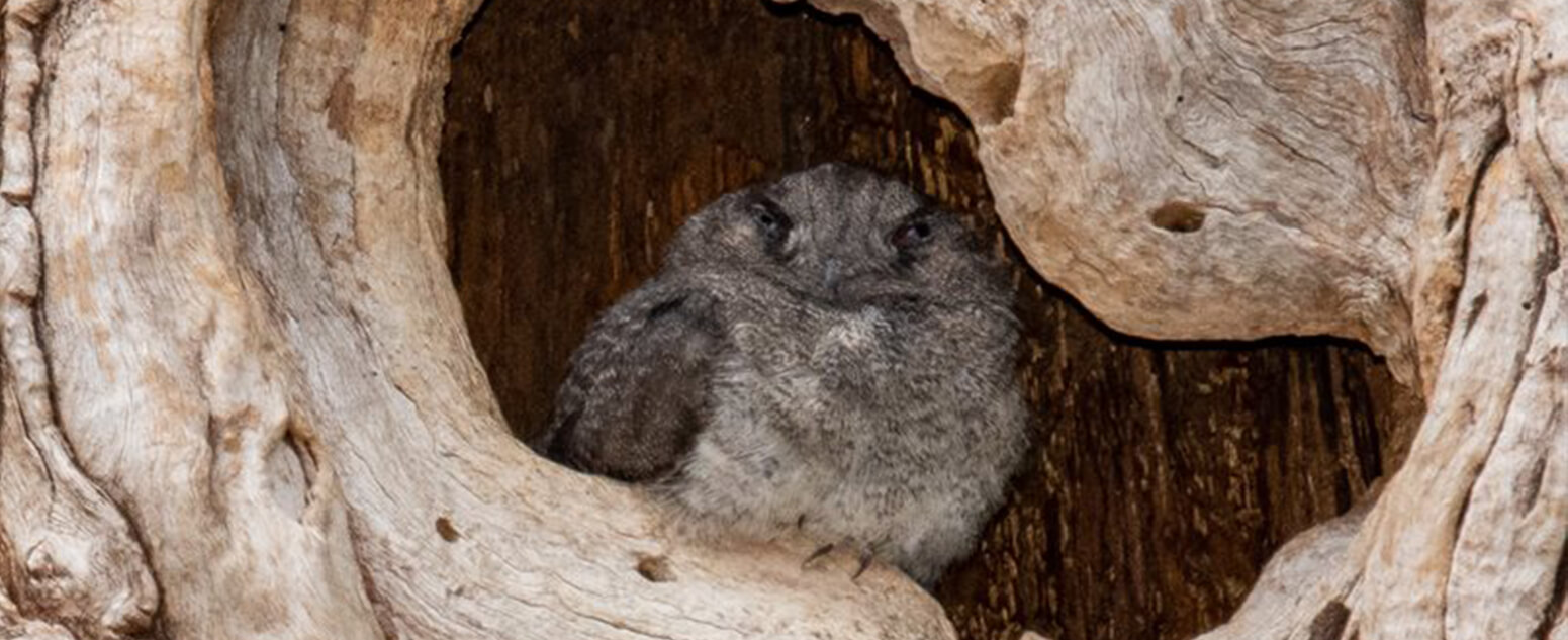 Australian Owlet-nightjar (Aegotheles cristatus)