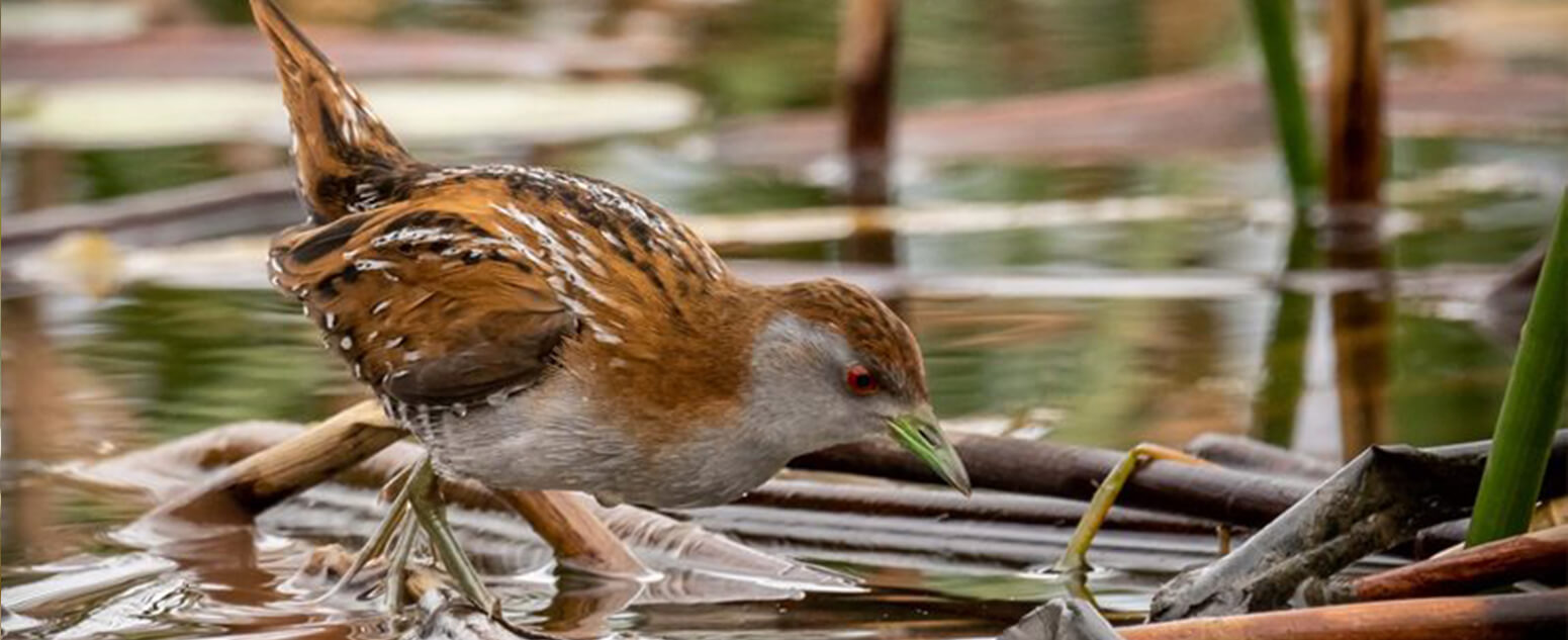 Bailon’s Crake (Porzana pusilla)