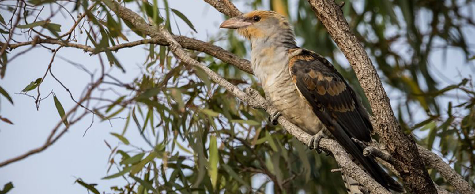 Channel-billed Cuckoo (Scythrops novaehollandiae)