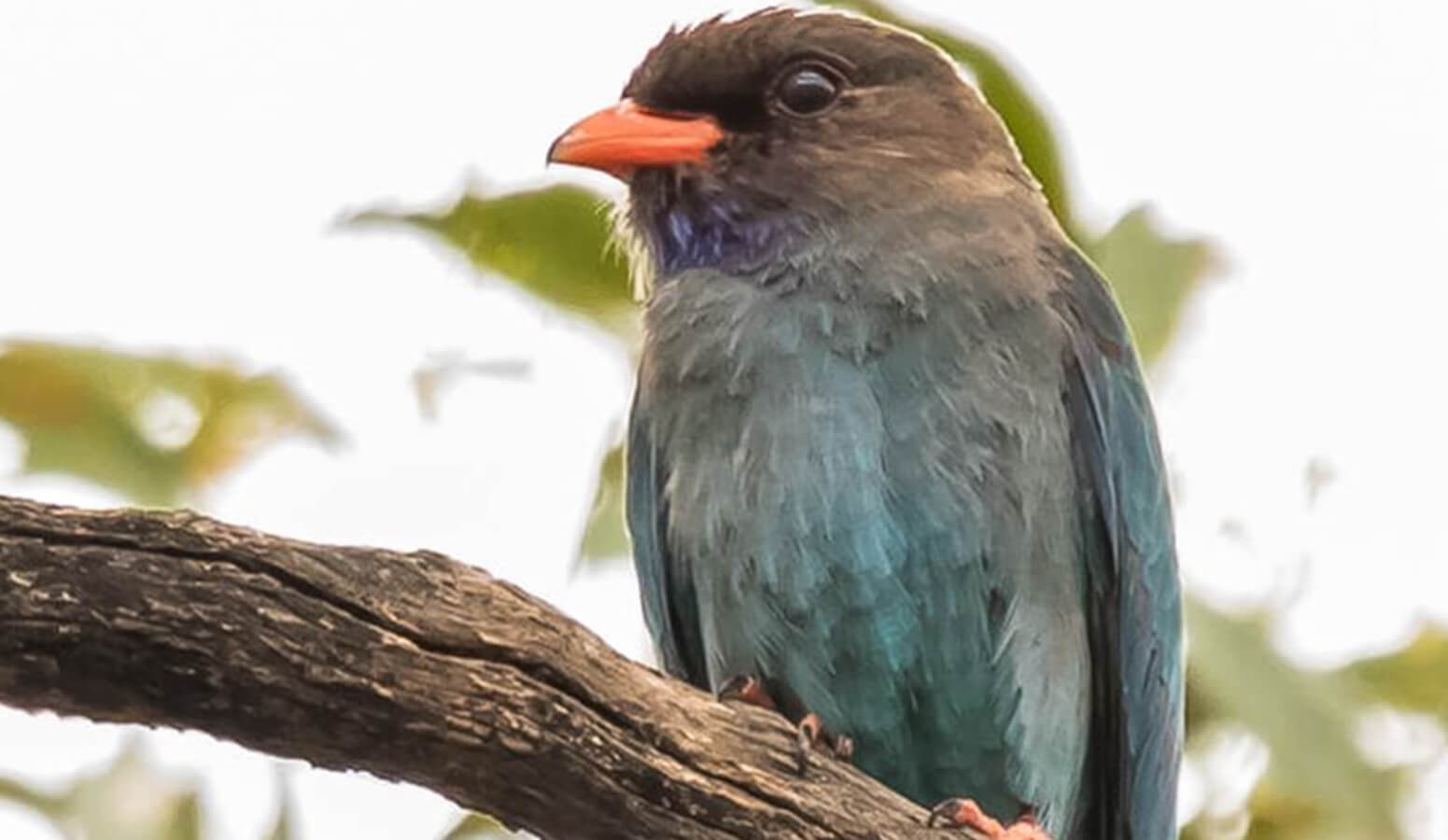 Dollarbird (Eurystomus orientalis)