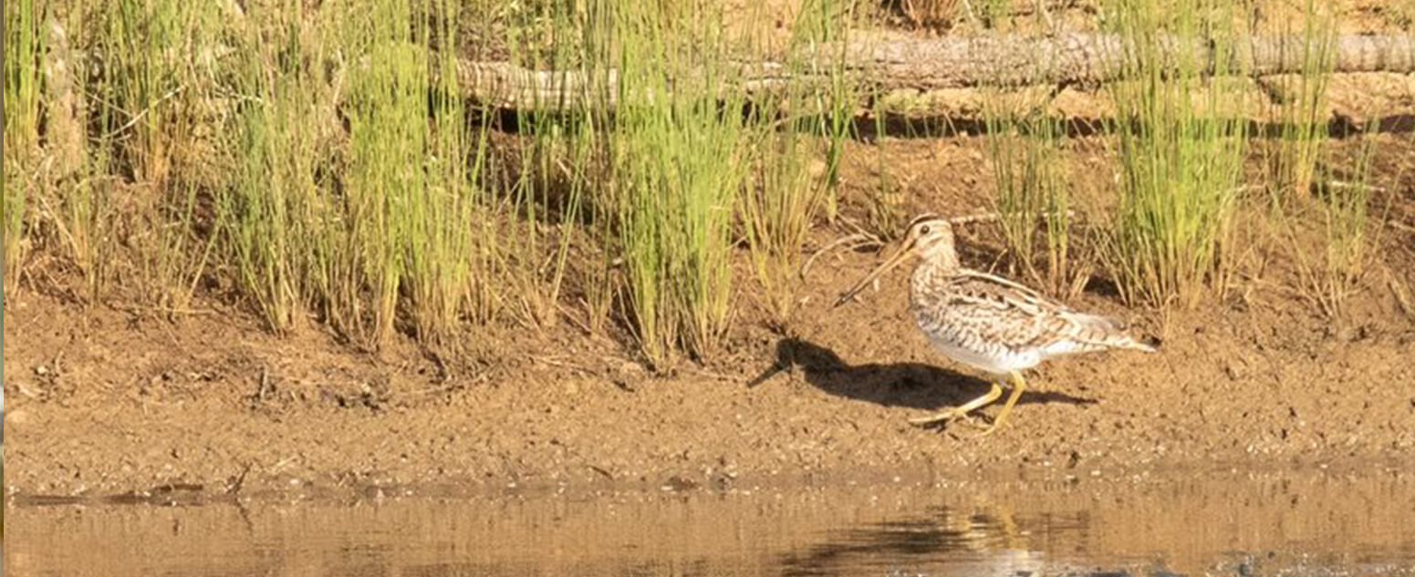 Latham’s Snipe Gallinago hardwickii