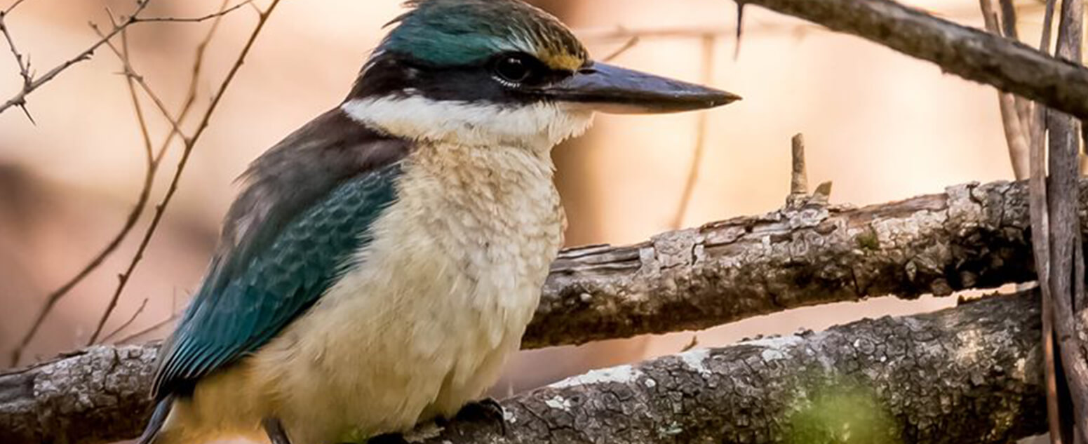 Sacred Kingfisher (Todiramphus sanctus)