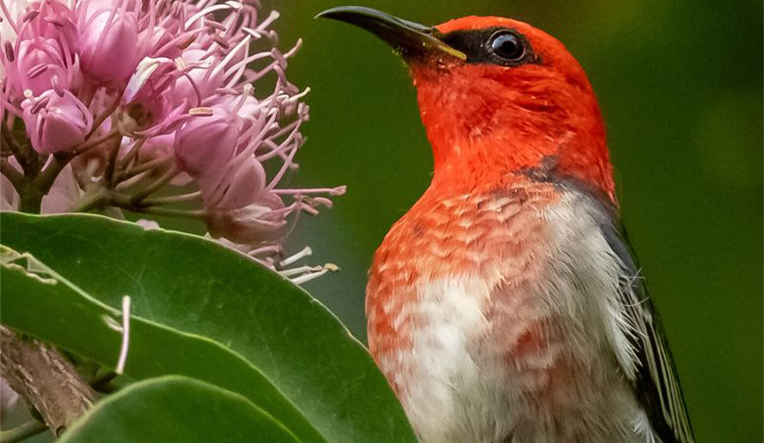 Scarlet Honeyeater Myzomela sanguinolenta