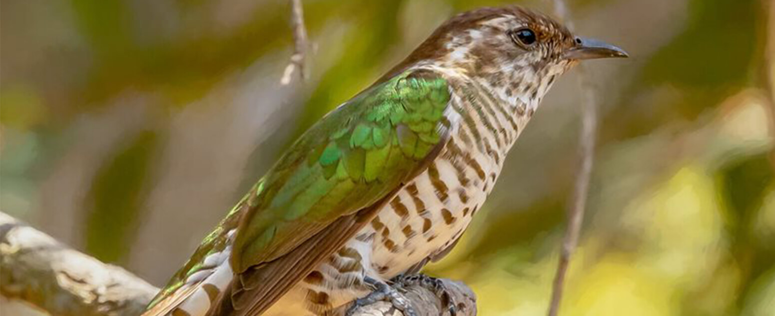 Shining Bronze-Cuckoo (Chalcites lucidus)