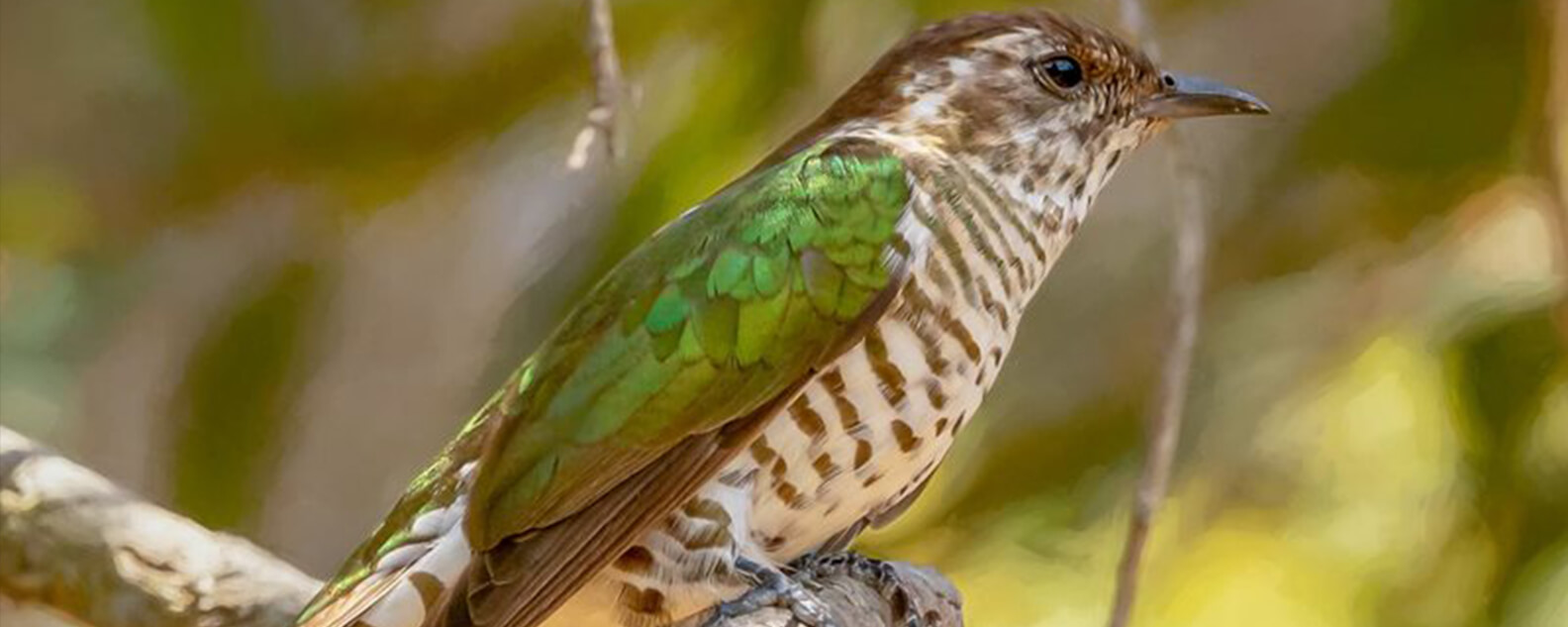 Shining Bronze Cuckoo (Chalcites lucidus) at the Australian Botanic Garden.