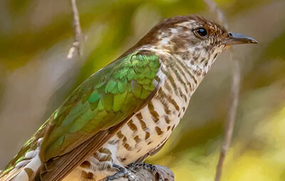 Shining Bronze Cuckoo (Chalcites lucidus) at the Australian Botanic Garden.