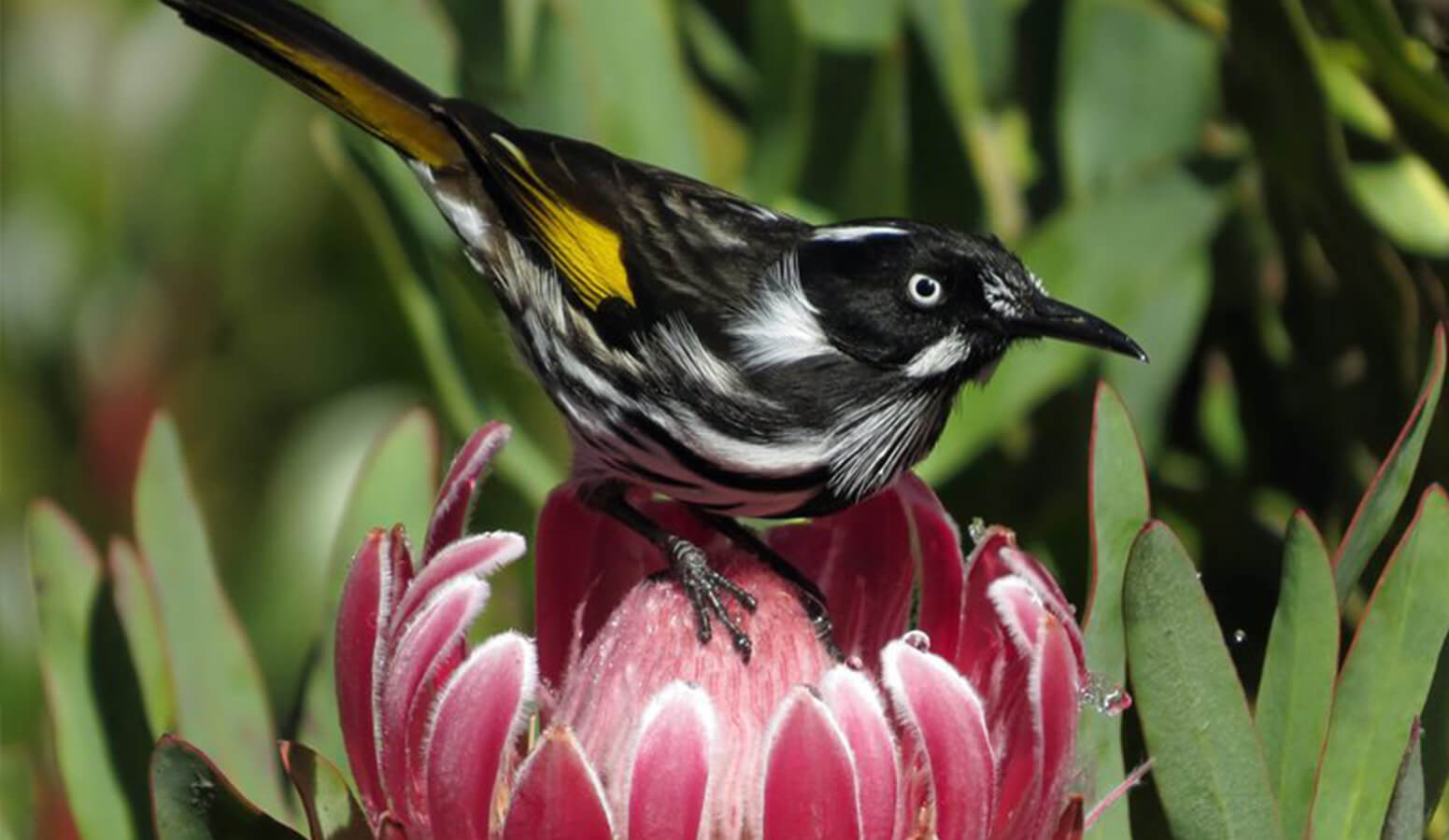 A New Holland honeyeater on protea at the Blue Mountains Botanic Garden Mount Tomah. Photo by Carol Probets.