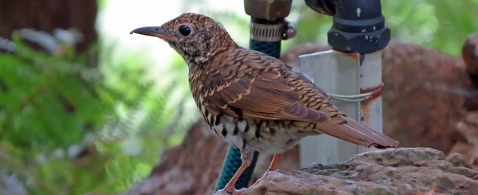 Bassian thrush at Blue Mountains Botanic Garden Mount Tomah. Photo by Carol Probets.