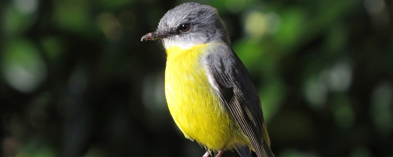 eastern yellow robin