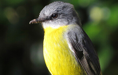 eastern yellow robin