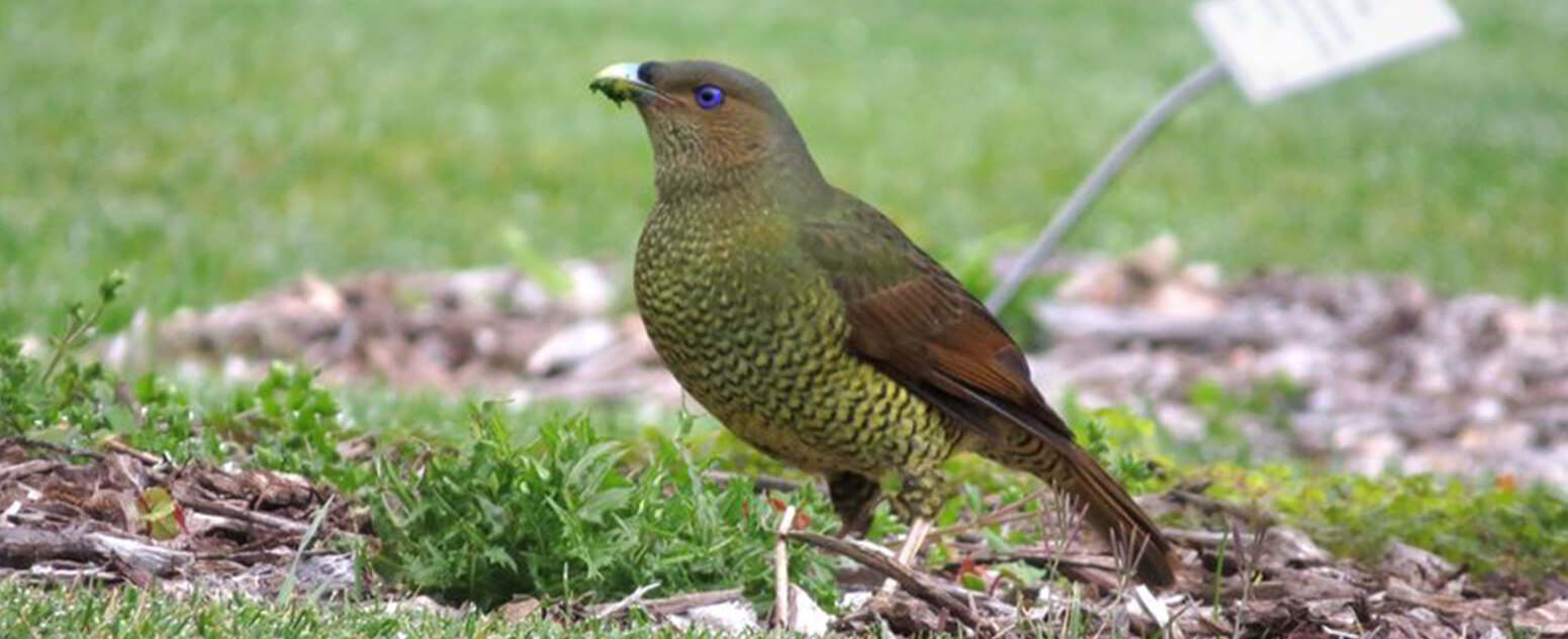 Satin bowerbird at Blue Mountains Botanic Garden. Photo by Carol Probets.