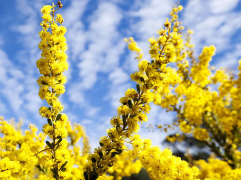 Australia's national flower the Golden Wattle (Acacia) with a cloudy blue sky background