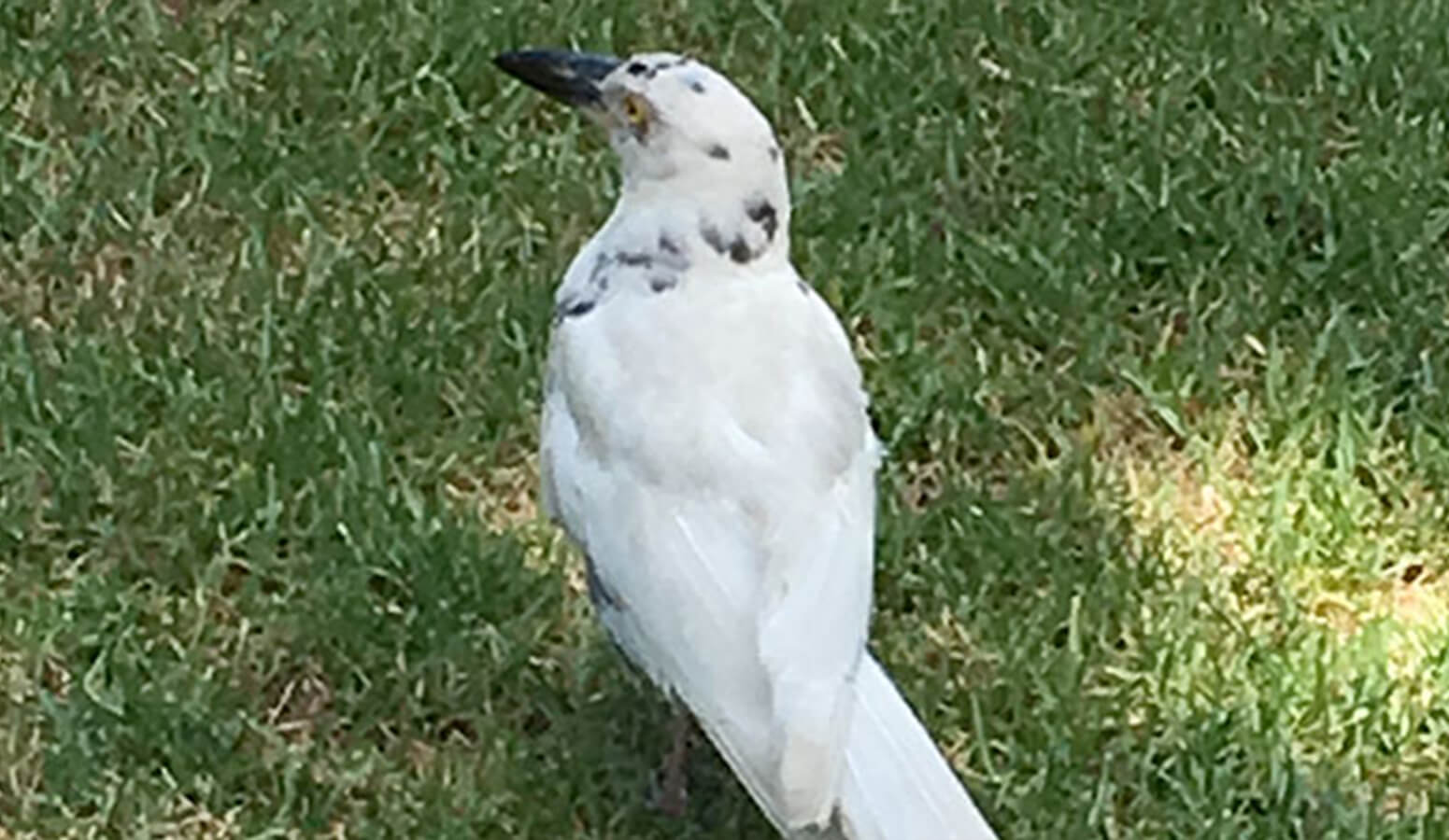 pied currawong with leucism on lawn in the Garden