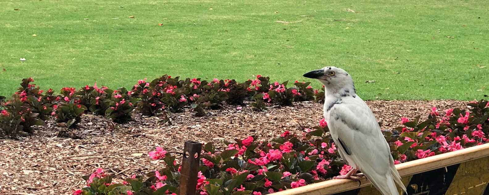 A pied currawong with white feathers and small splashes of grey plummage