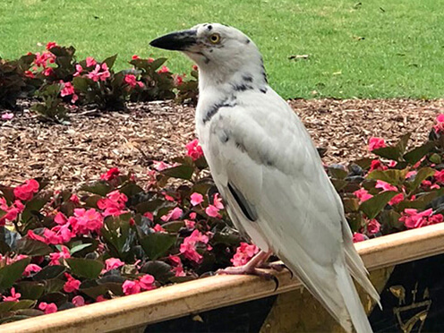 A pied currawong with white feathers and small splashes of grey plummage