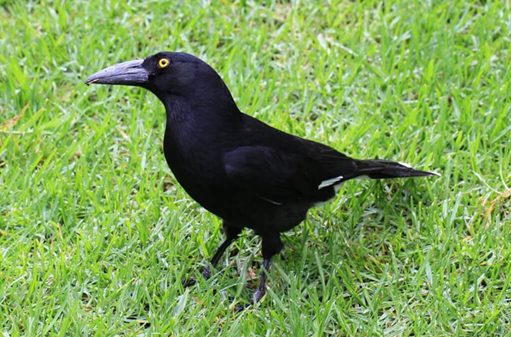 pied currawong