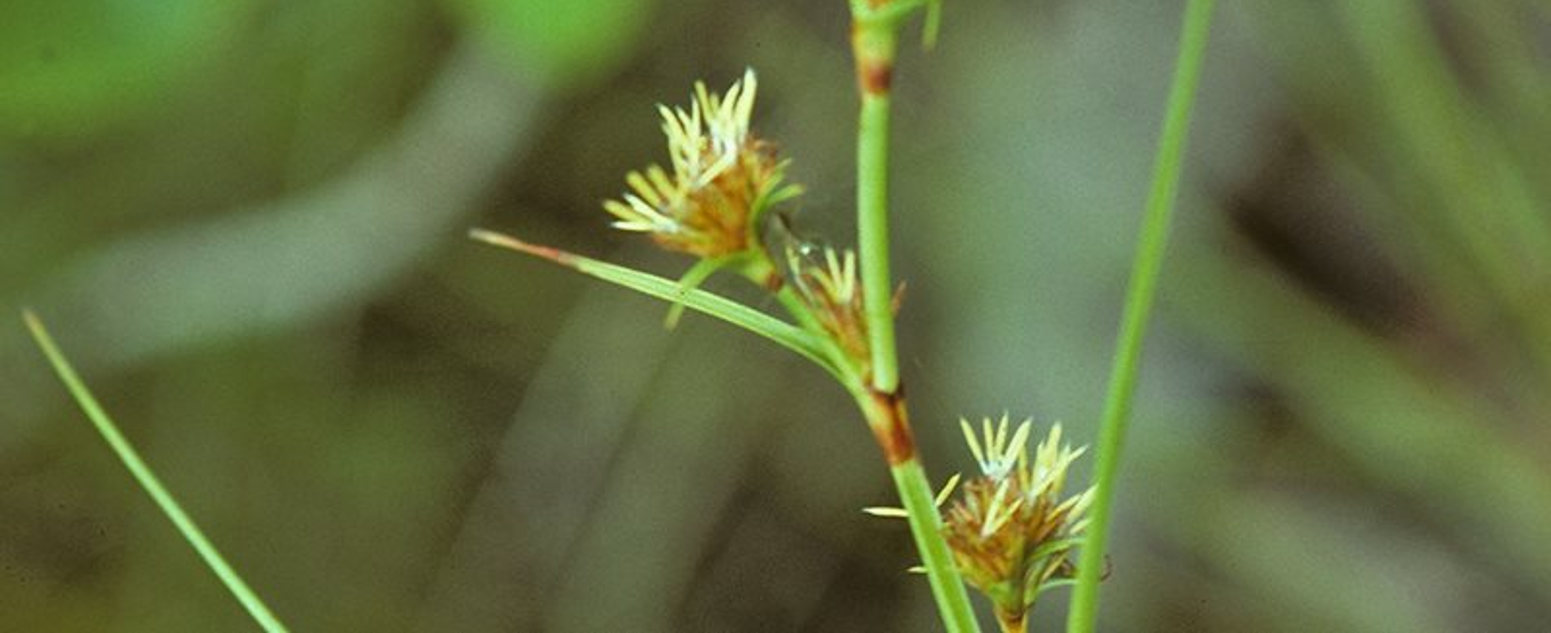 anthelepis clarks close up