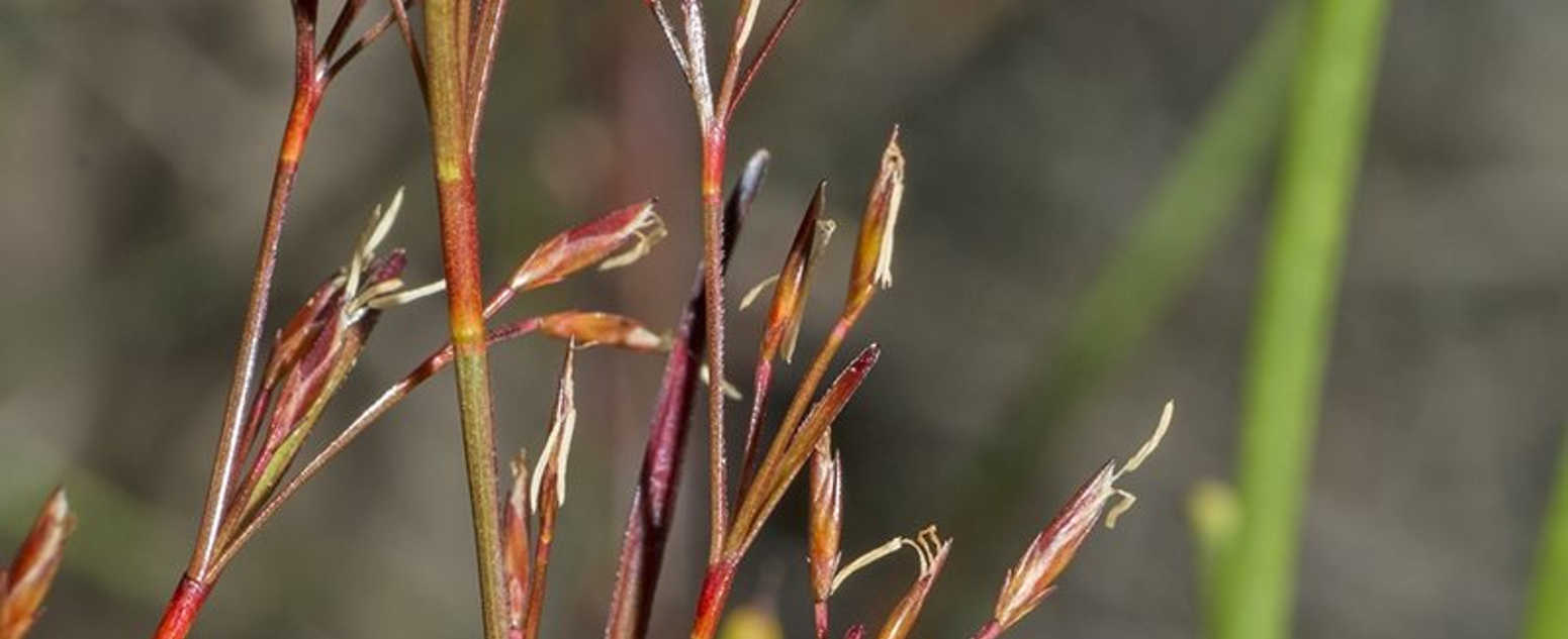 anthelepis palud close up