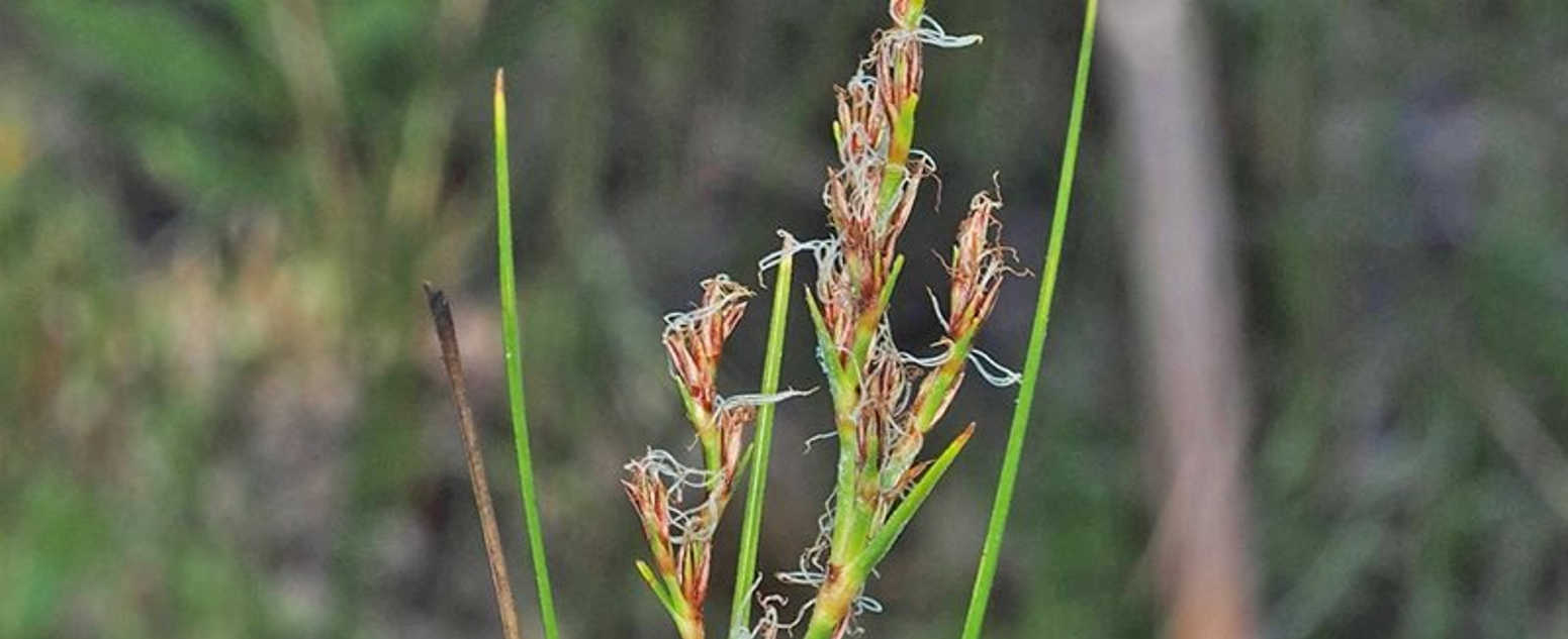 anthelepis undul close up
