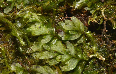 hymenophyllum plant closeup thumbnail