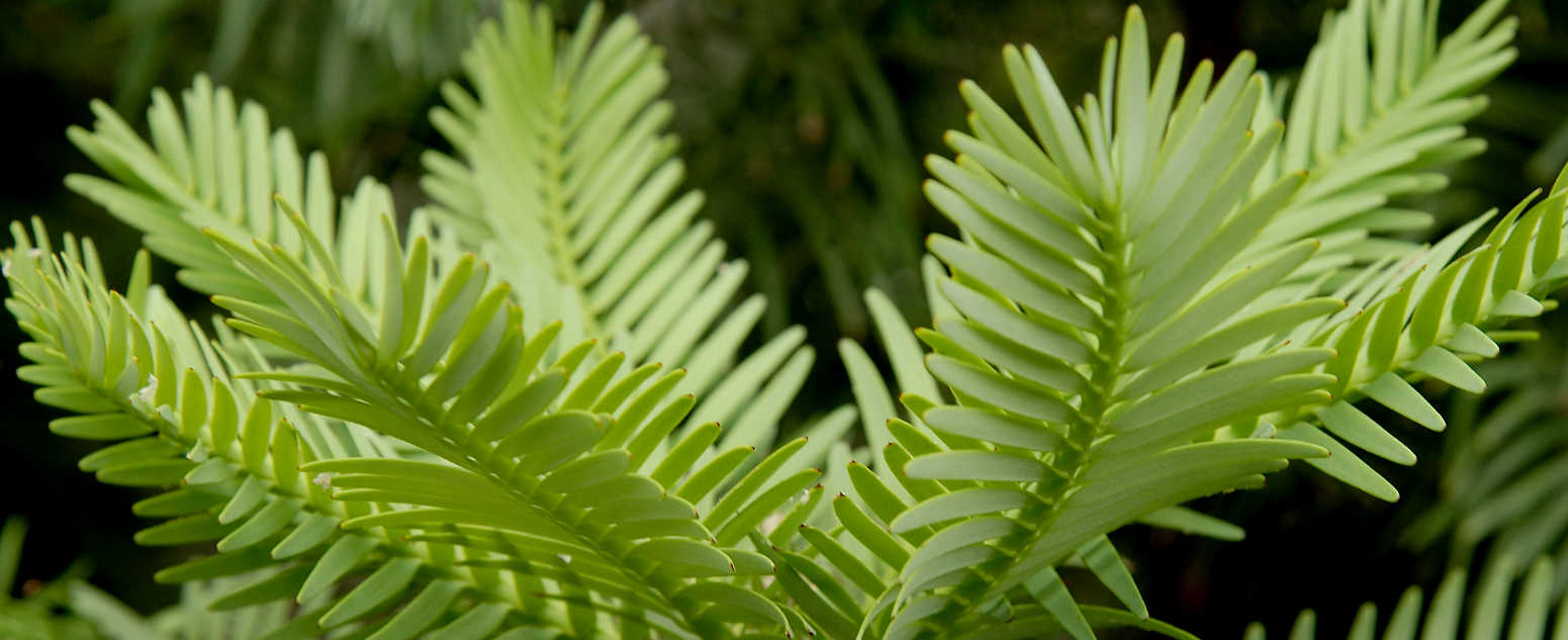 wollemi pine abg close up