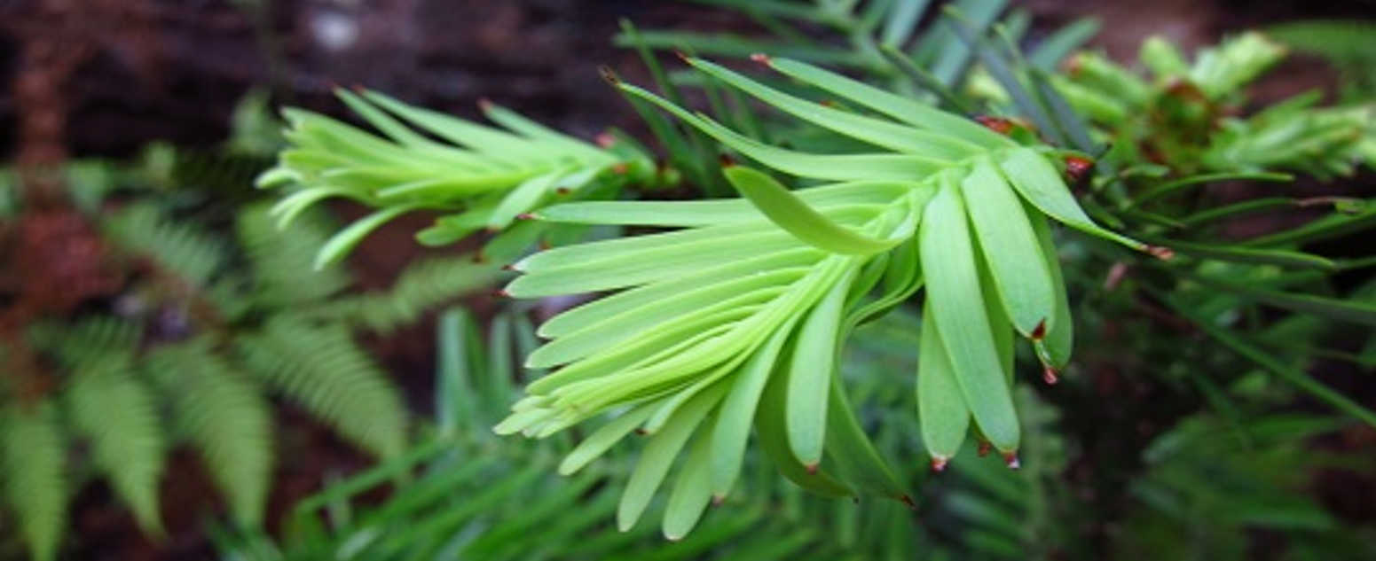 wollemi pine close up 