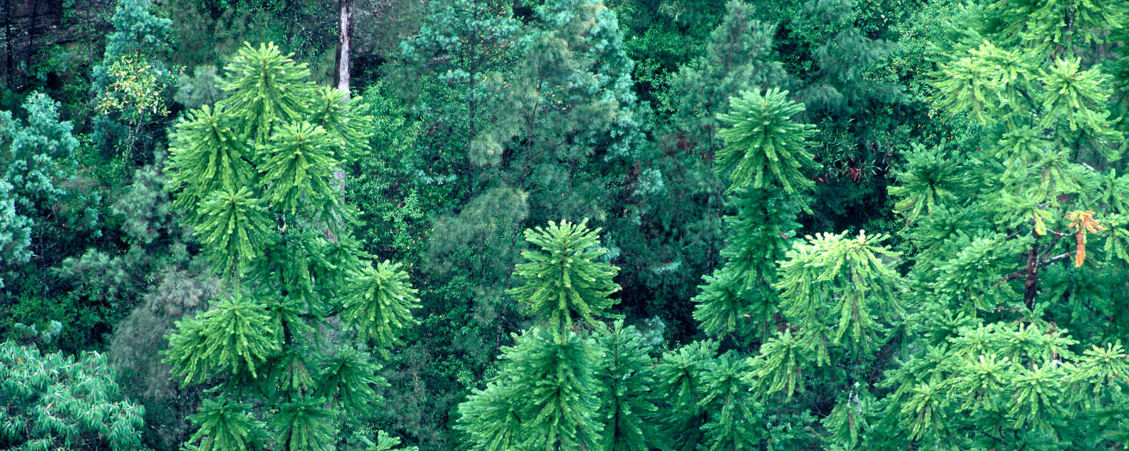 wollemi pine genetics hero 