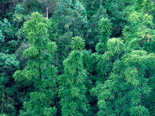 wollemi pine genetics thumbnail 