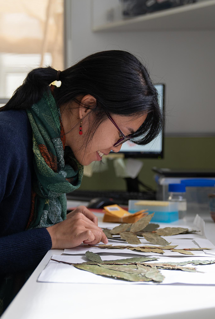 Scientist examines dried and pressed plant specimens