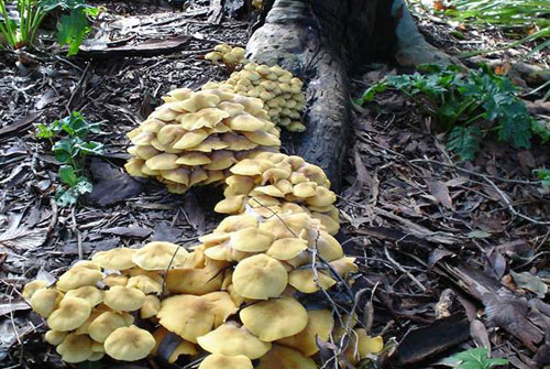 Armillaria Root Rot