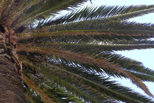 Fusarium Wilt of Palms