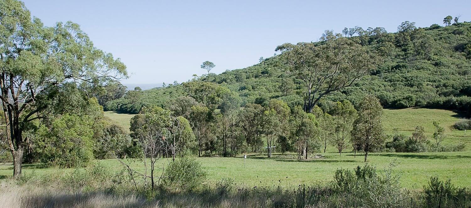 African olive completely covered the summit