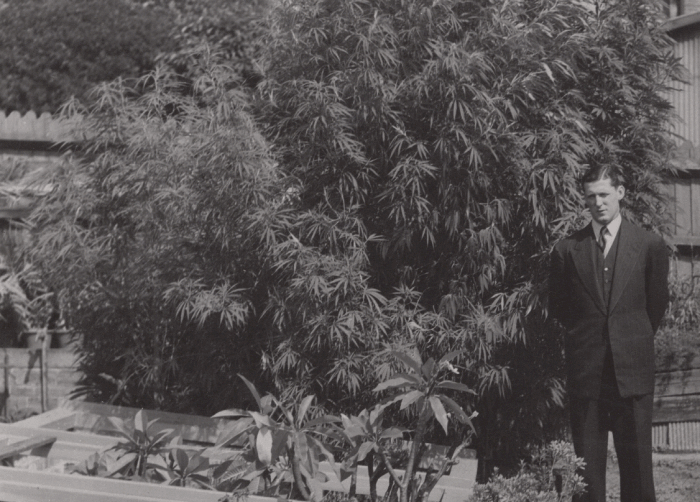 Image of the 'medicinal garden' which would assist the NSW Police in identifying illegal plants