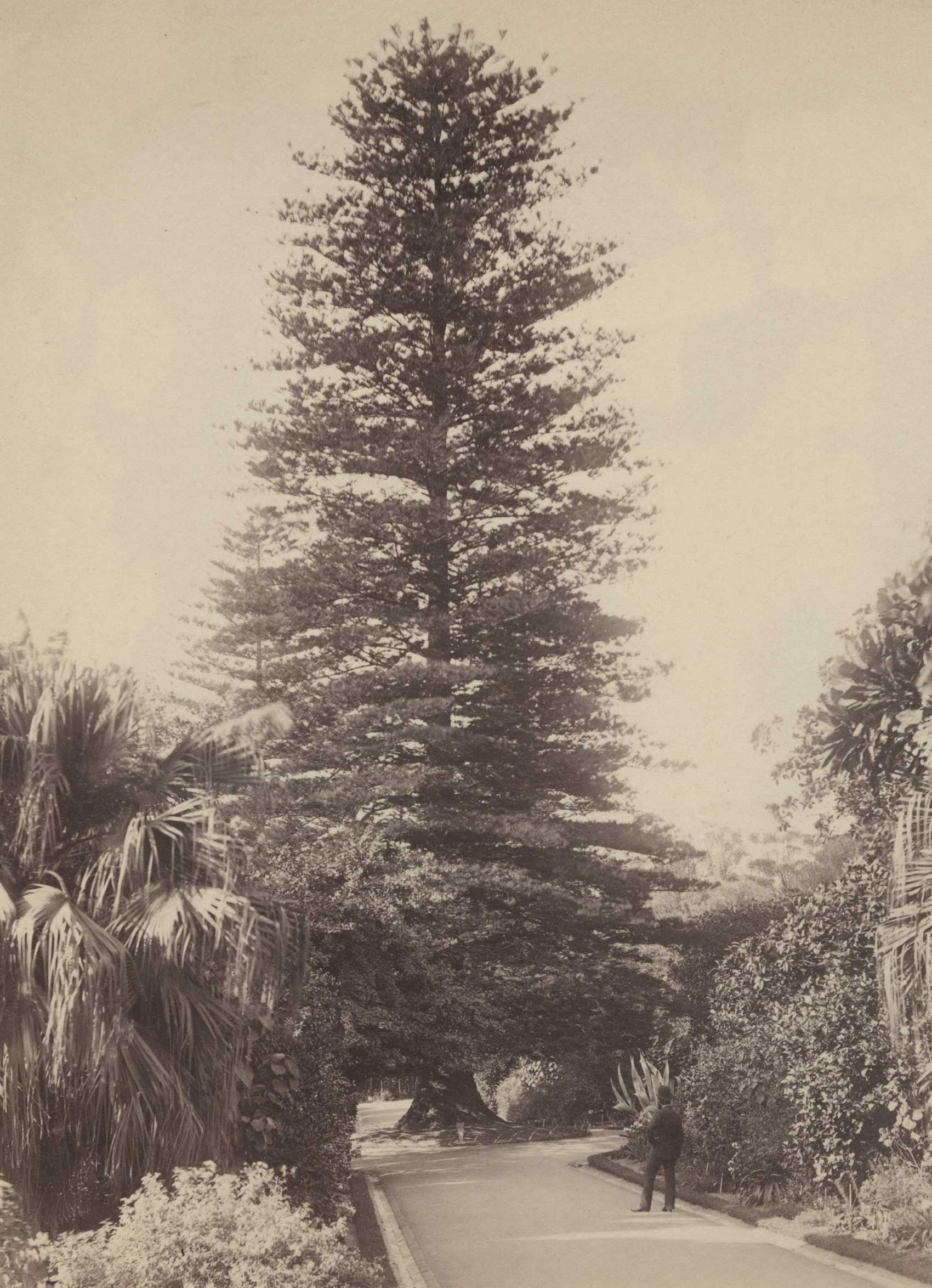 The famed wishing tree, circa 1885