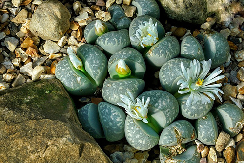 Lithops' look like flowering stones