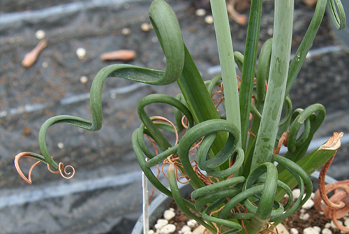 Albuca spiralis is also named Frizzle Sizzle in some parts of the world