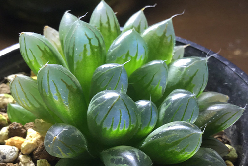 Haworthia cymbiformis appears like glass