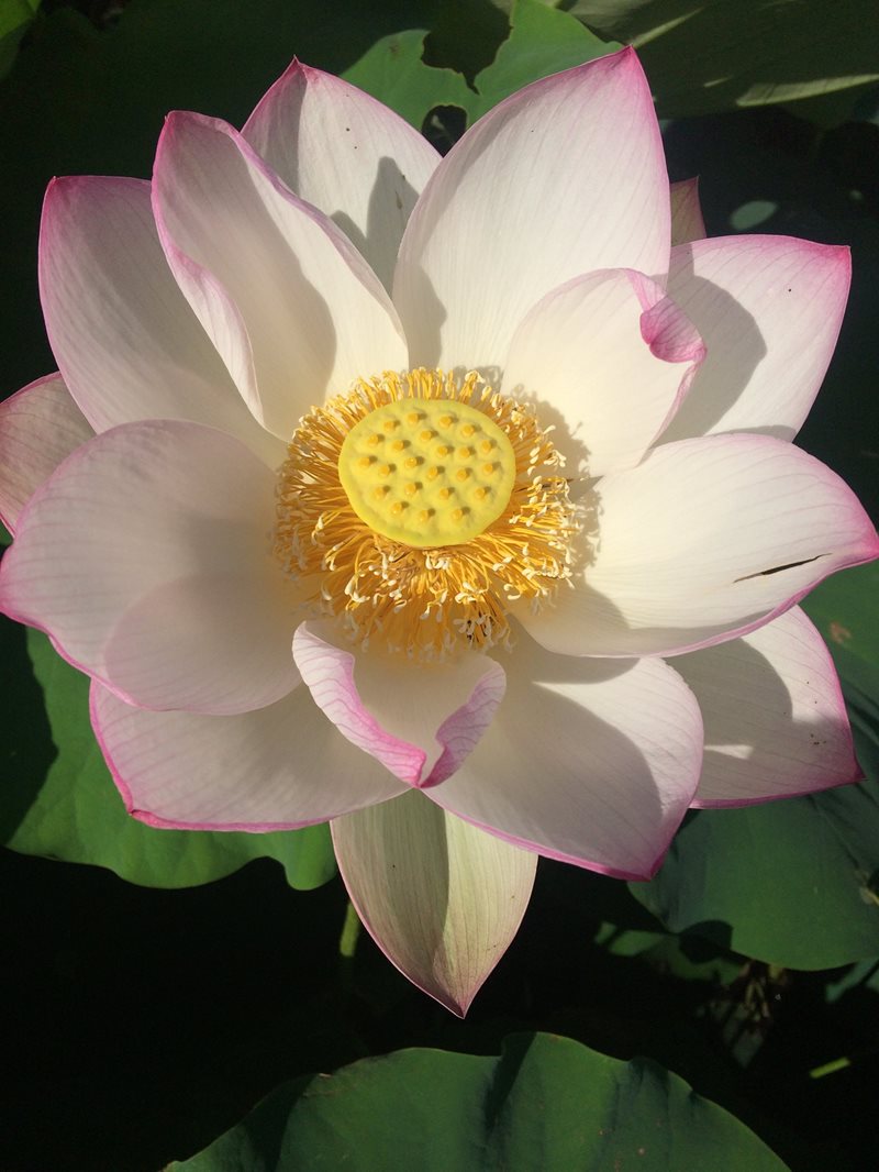 Nelumbo nucifera Gaertn (Lotus Flower)