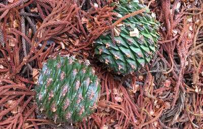 Bunya Pine