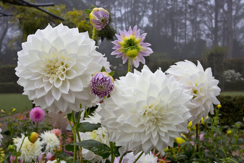 'Formby Pride' bred by J Harding, image taken by Greg Bourke