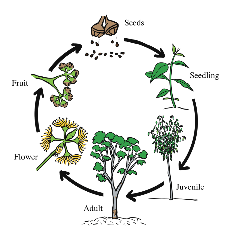 Diagram of Lifecycle of flowering plants