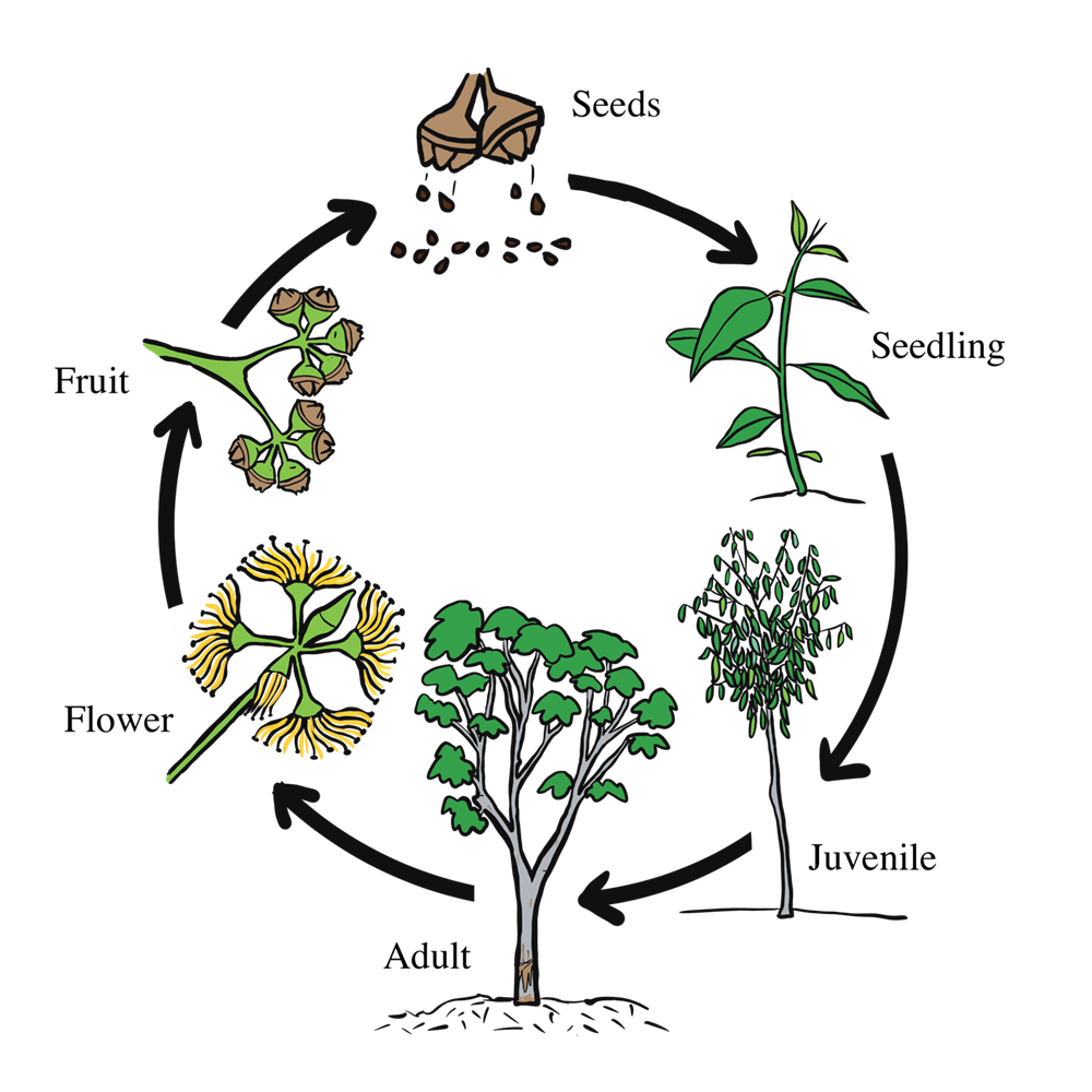 life cycle of a flowering plant