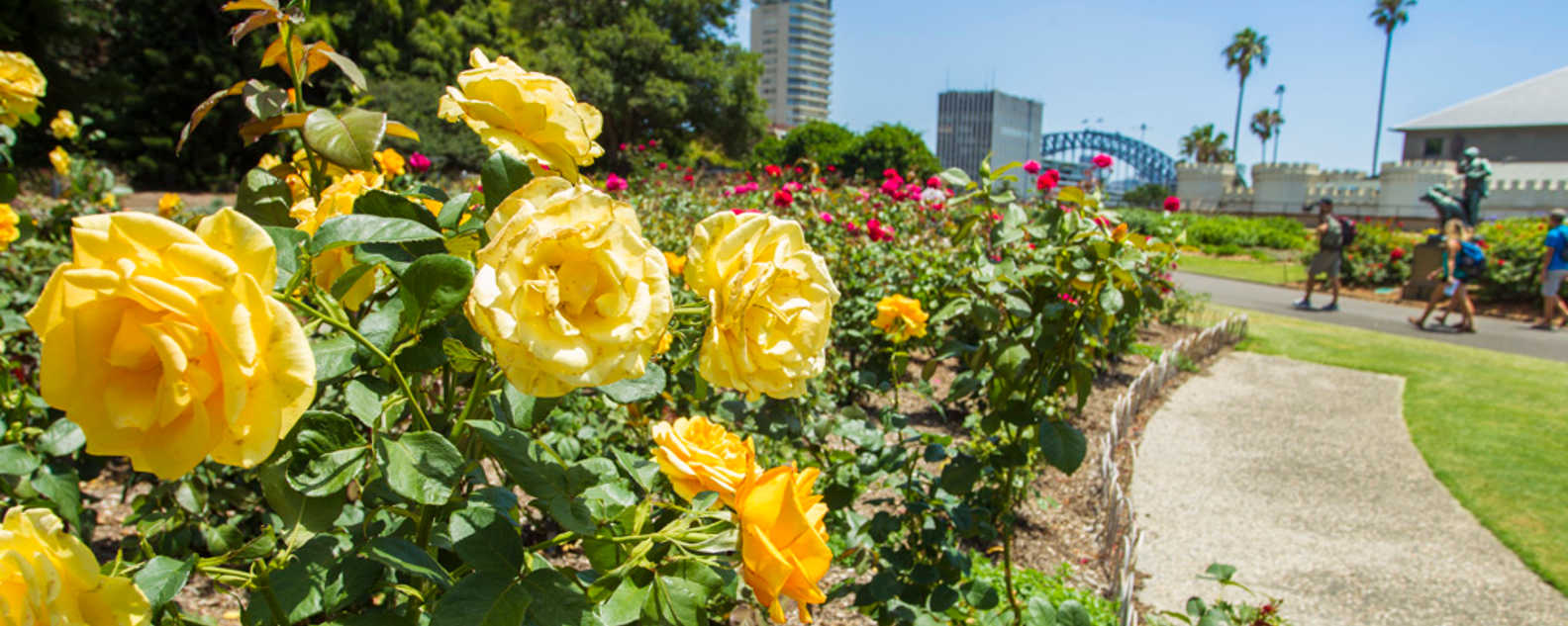 yellow rose garden hero