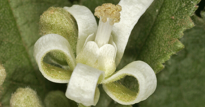 Grewia savannicola (dogs balls) flower.