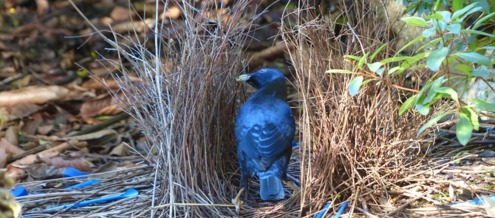 Bird in her nest