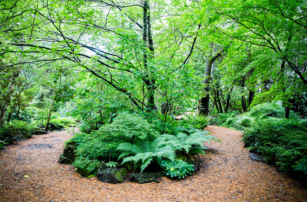 Shady forest pathway