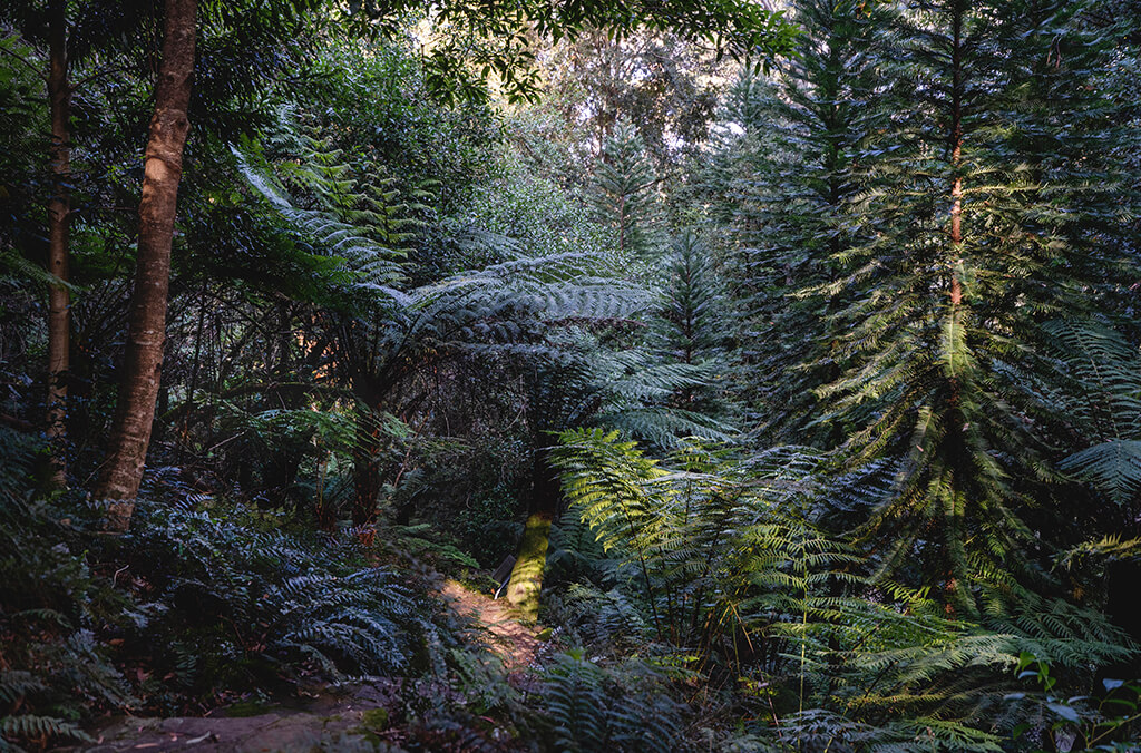 Dense forest with ferns and pine trees